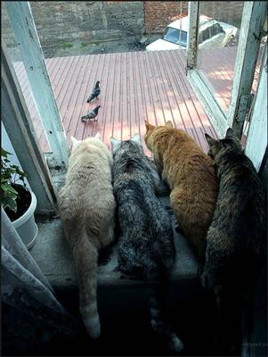 birdwatching