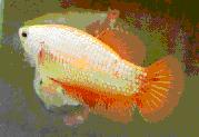 Orange dragon hmpk hona