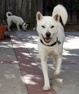 Kishu
