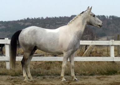 Winnetoo
