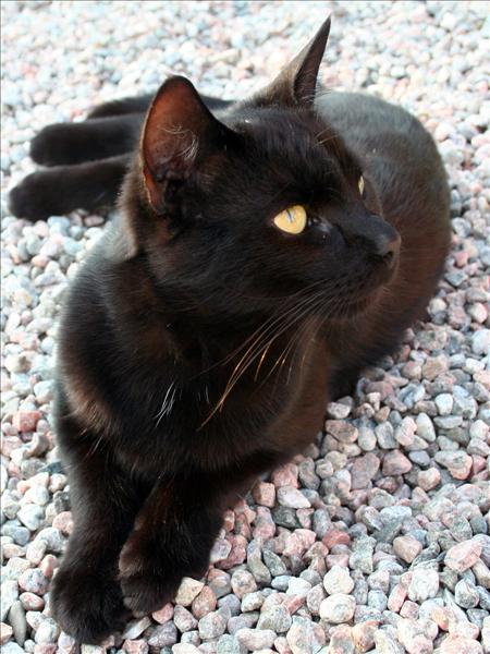 svart_katt.jpg