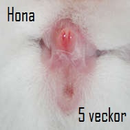 hona 5v.jpg