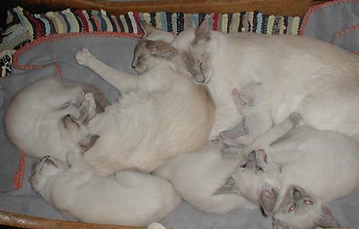 mirabelle-kattunger_013.jpg