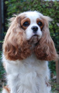 Cavalier_King_Charles_Spaniel.jpg