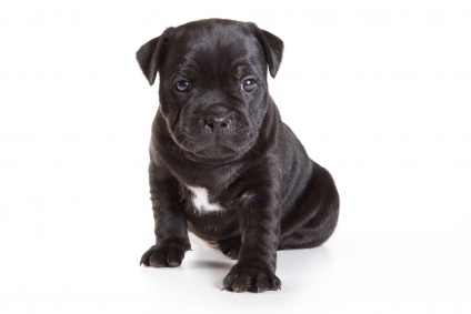 Staffordshire bullterrier