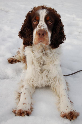 Engelsk springer spaniel 