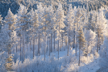 alvdalen2008-112.jpg