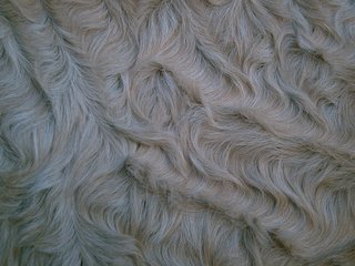 Curly_horse_closeup.jpg