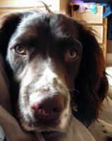 Engelsk springer spaniel 