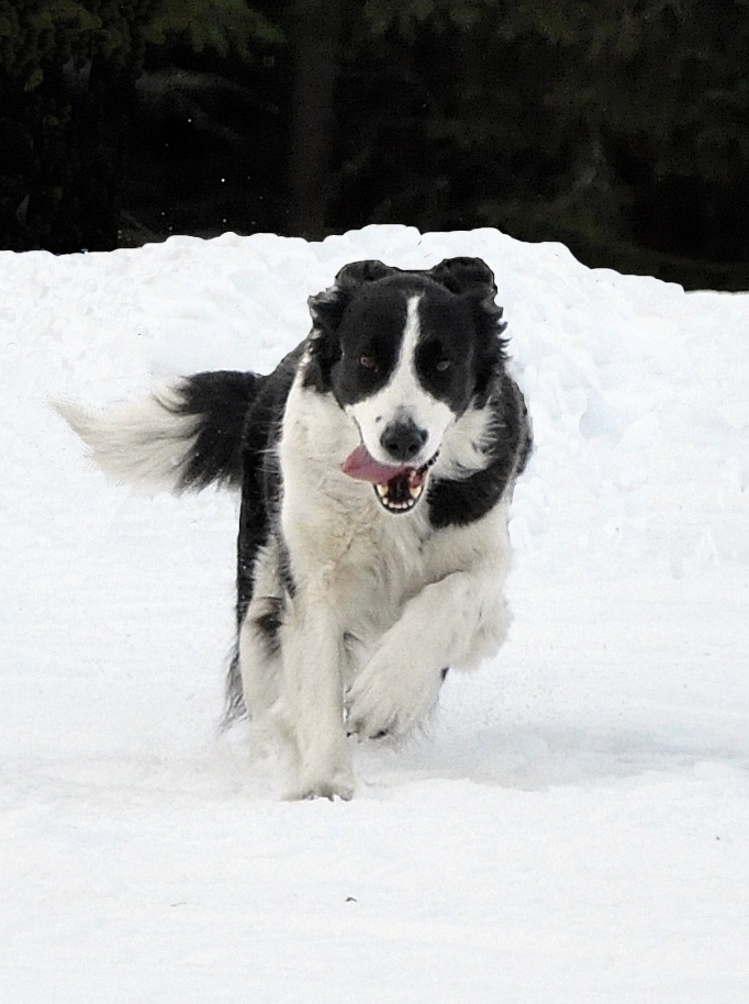 Månadens Hund - Februari