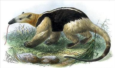Tamandua_tetradactyla_-_Joseph_Smit.jpg