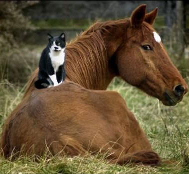katt och häst.jpg