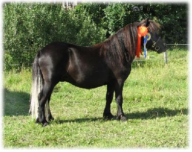 Veckans hingst