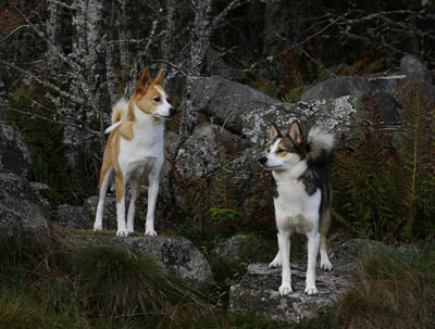 Norrbottenspets