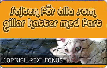 vecka31.jpg