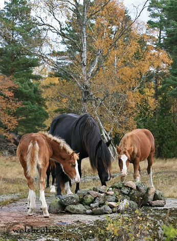 wcobhöst09.JPG