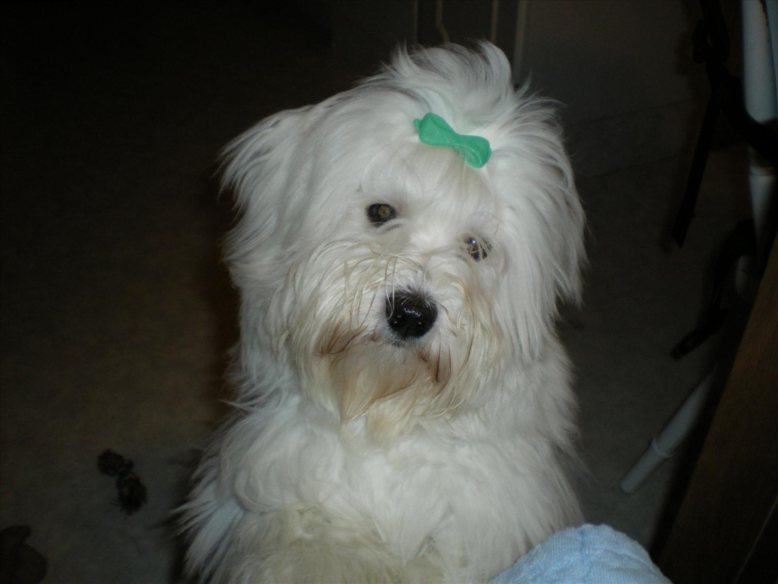 Månadens Bichon - Januari 2010
