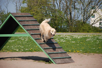 Golden retriever