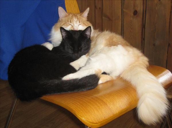 Gottfrid & Gustav