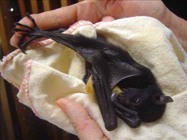 sooky-bat.jpg