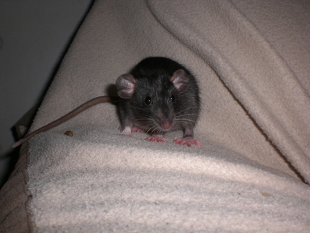 Cleo