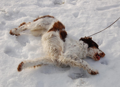 Engelsk springer spaniel 
