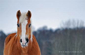 bild4.jpg