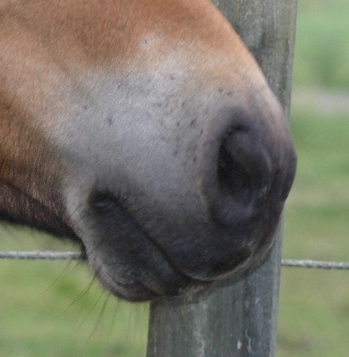 Mule 5
