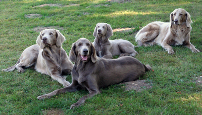 Weimaraner, långhårig