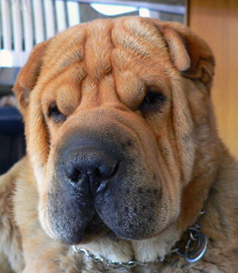Shar pei