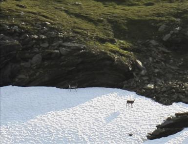 Renar till fjälls.jpg