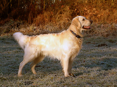 Golden retriever 