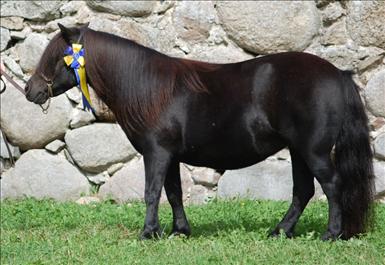 hippotekets cassis.jpg