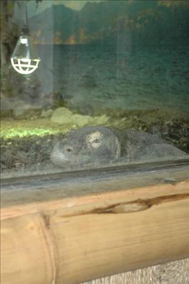 Komodovaran på Parken Zoo Eskilstuna