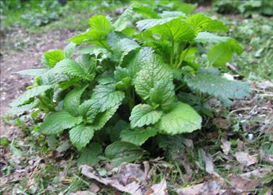 Citronmellis.jpg
