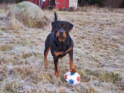 Foto: Rottweiler