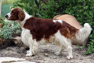 Welsh springer spaniel