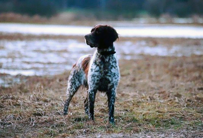Kleiner münsterländer