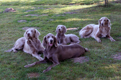 Långhårig weimaraner