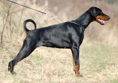 Dobermann