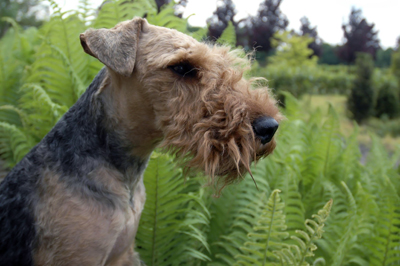 Welsh Terrier.jpg
