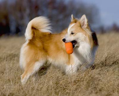 Isländsk fårhund