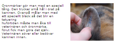 öron 2