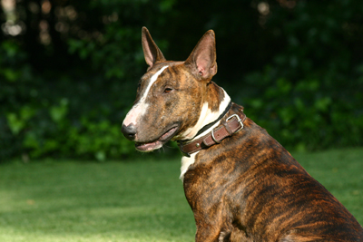 Bull Terrier.jpg