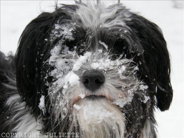 Månadens bichon januari 2011