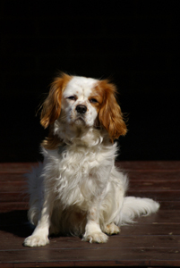 King charles spaniel.jpg