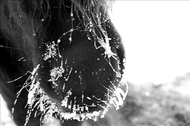 090209ridsport.jpg