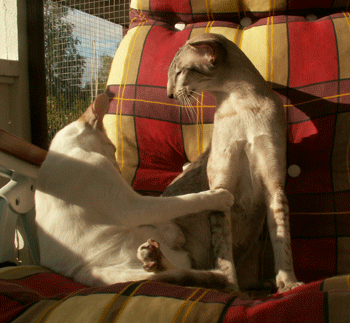 mamma & pappa.gif
