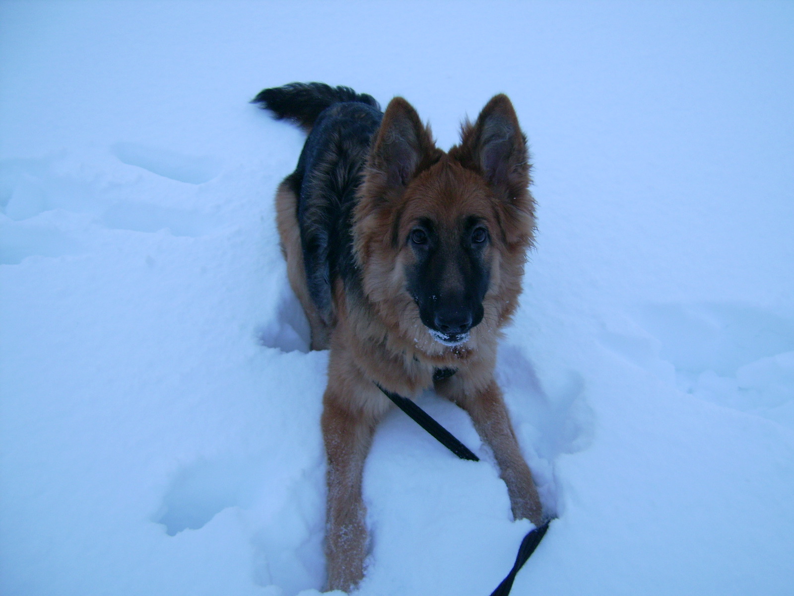 Månadens Hund - November