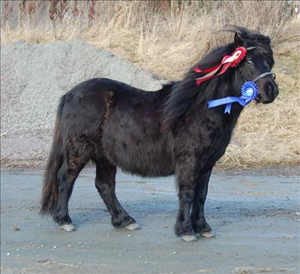 dalsgards_melvin_frillesas09.jpg